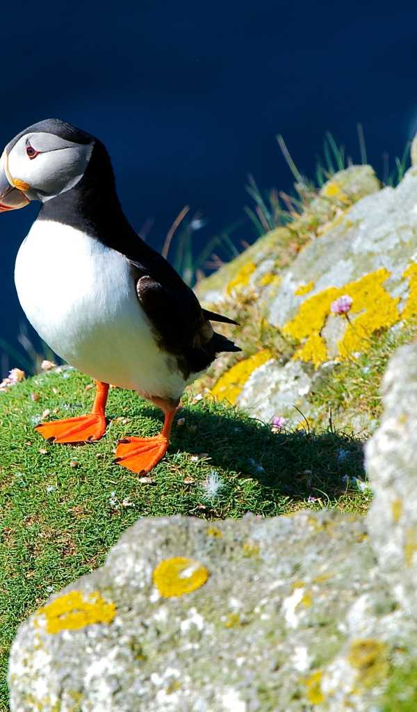 Маленькая птица тупик на скале 