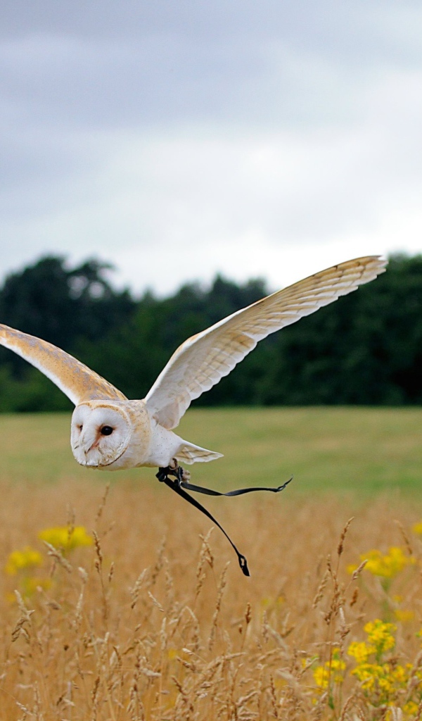 Красивая сова летит над полем