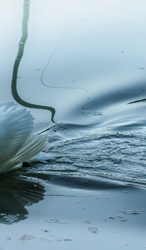 Красивый белый лебедь-шипун отражается в воде 