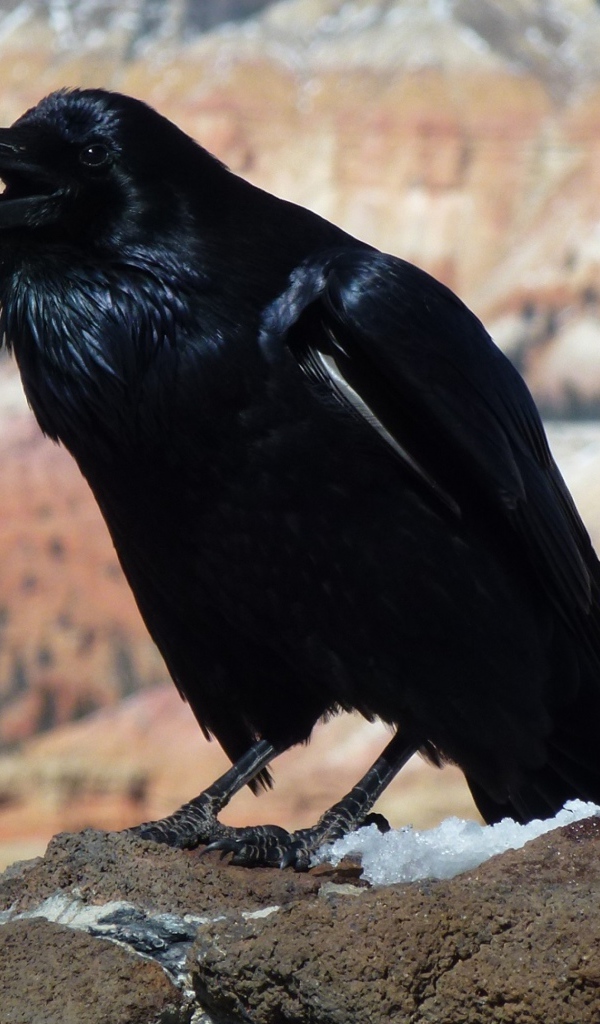 Большой черный ворон на камне 