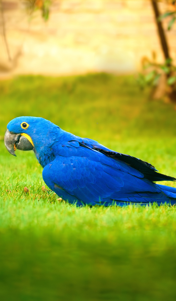 Синий попугай ара гуляет по зеленой траве