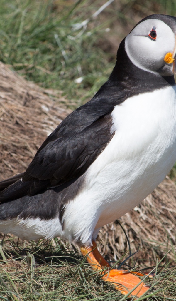 Забавная птица тупик 