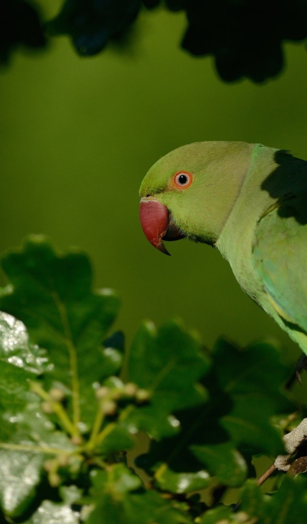 Зеленый попугай с красным клювом сидит на ветке 
