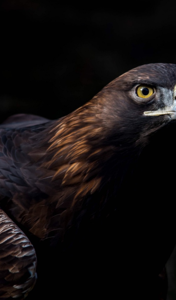 Большая хищная птица беркут 