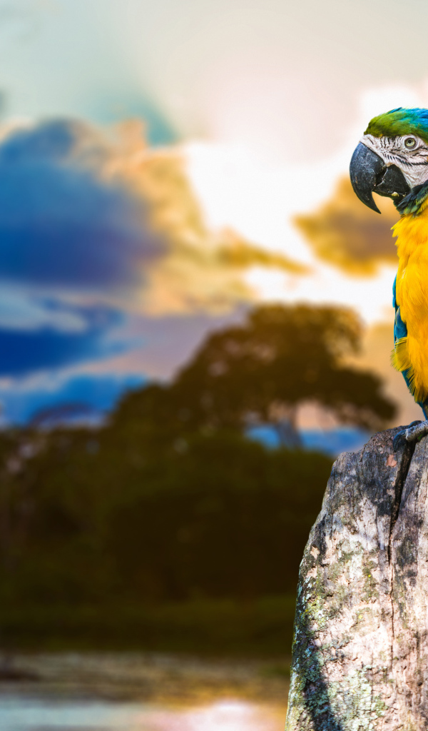 Большой сине - желтый  попугай ара сидит на  сухом дереве