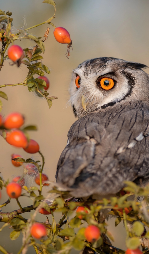 Большая сова сидит на ветке с красными ягодами шиповника