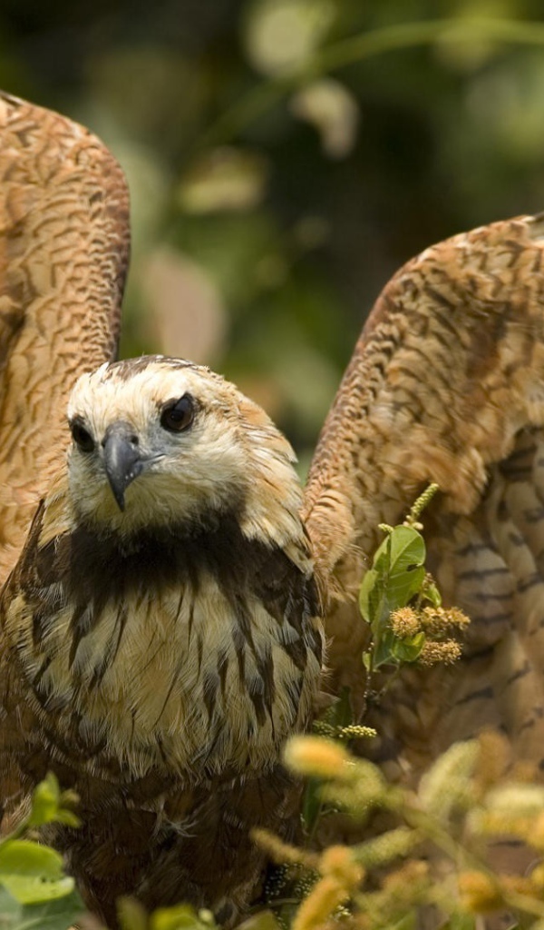 Большой хищный ястреб расправил крылья