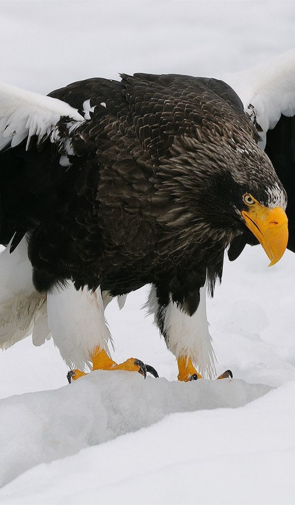 Большая птица орлан-белохвост вышел на зимнюю охоту