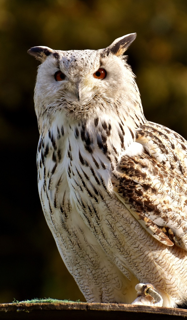Большая белая сова сидит на ветке