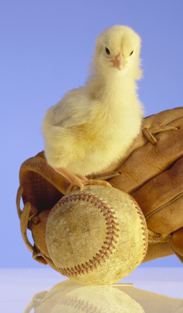 Маленький желтый цыпленок с бейсбольной перчаткой и мячом