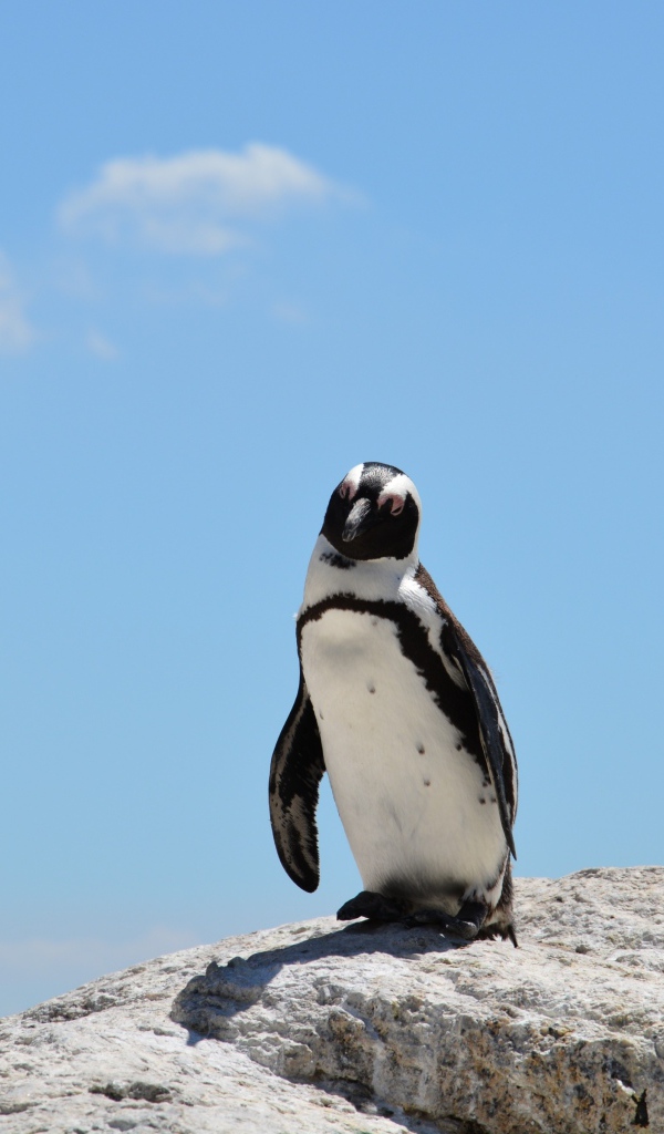 Одинокий пингвин стоит на камне