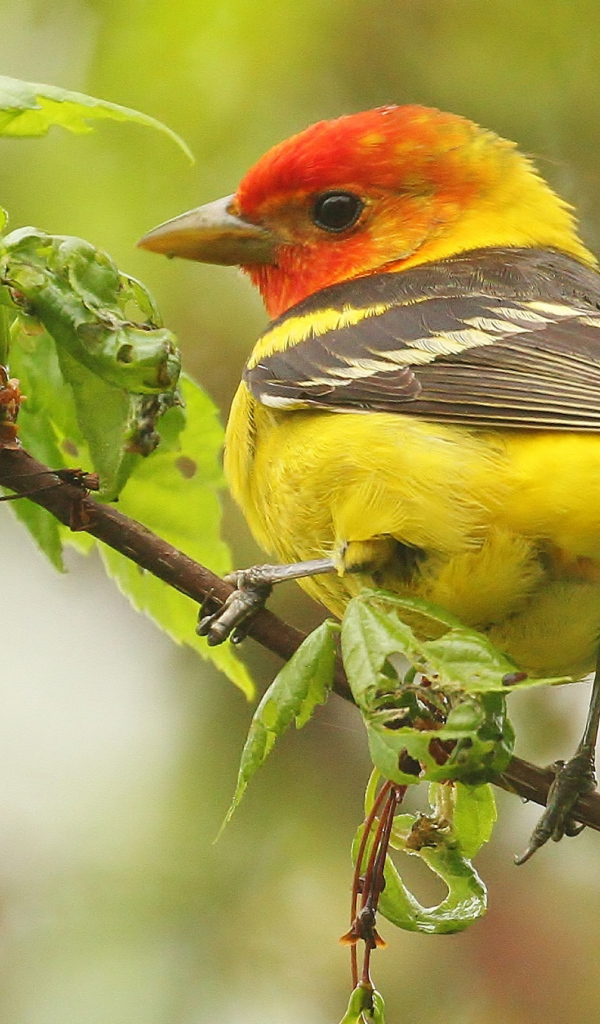 Птица красноголовая пиранга сидит на ветке 