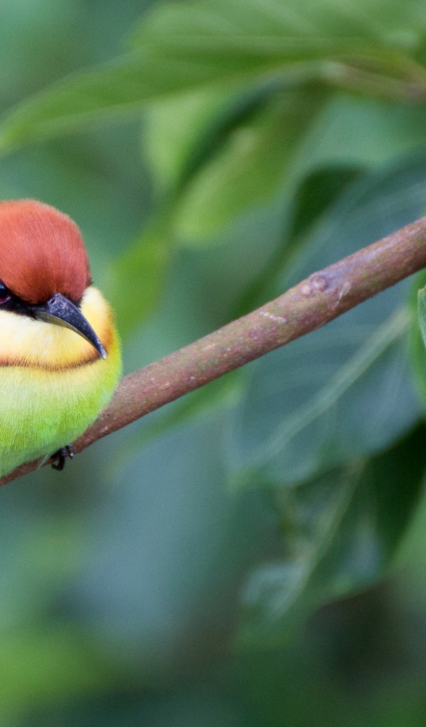 Маленькая птичка золотистая щурка сидит на ветке
