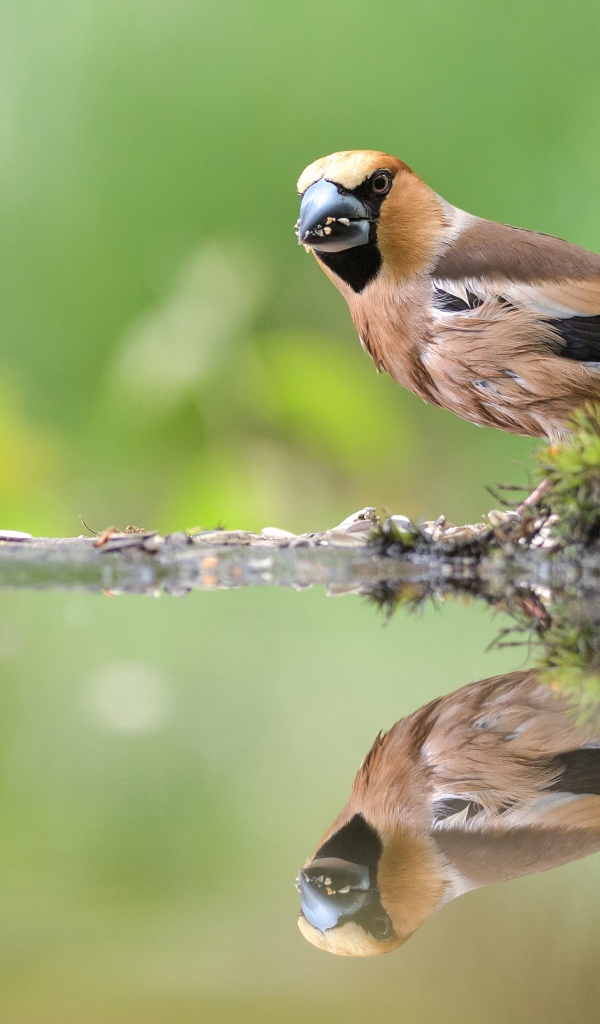 Маленькая птичка отражается в воде
