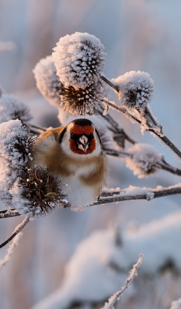 Маленькая птичка щегол сидит на покрытой инеем ветке