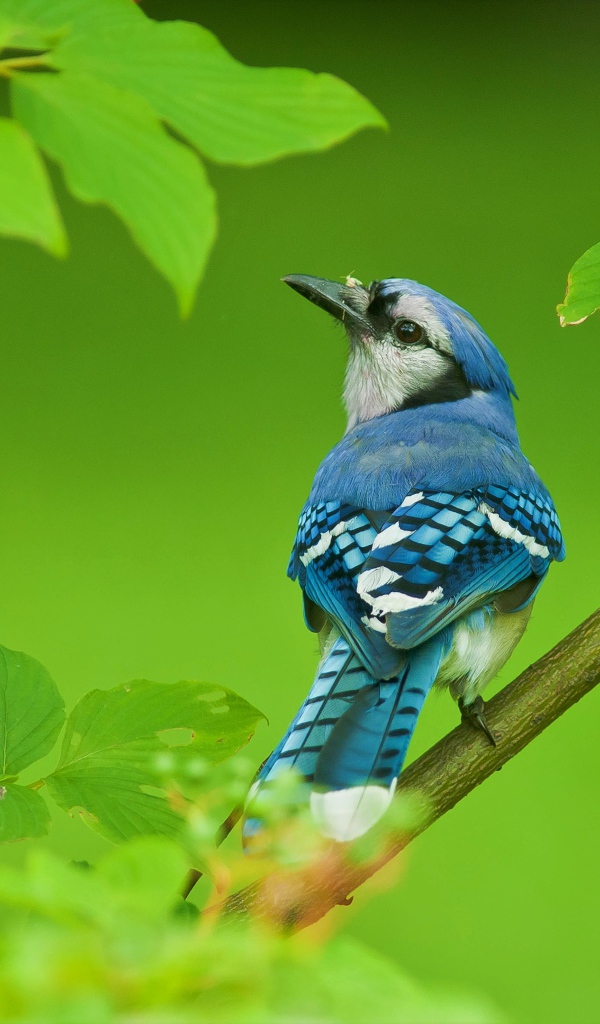 Маленькая голубая сойка сидит на ветке с зелеными листьями