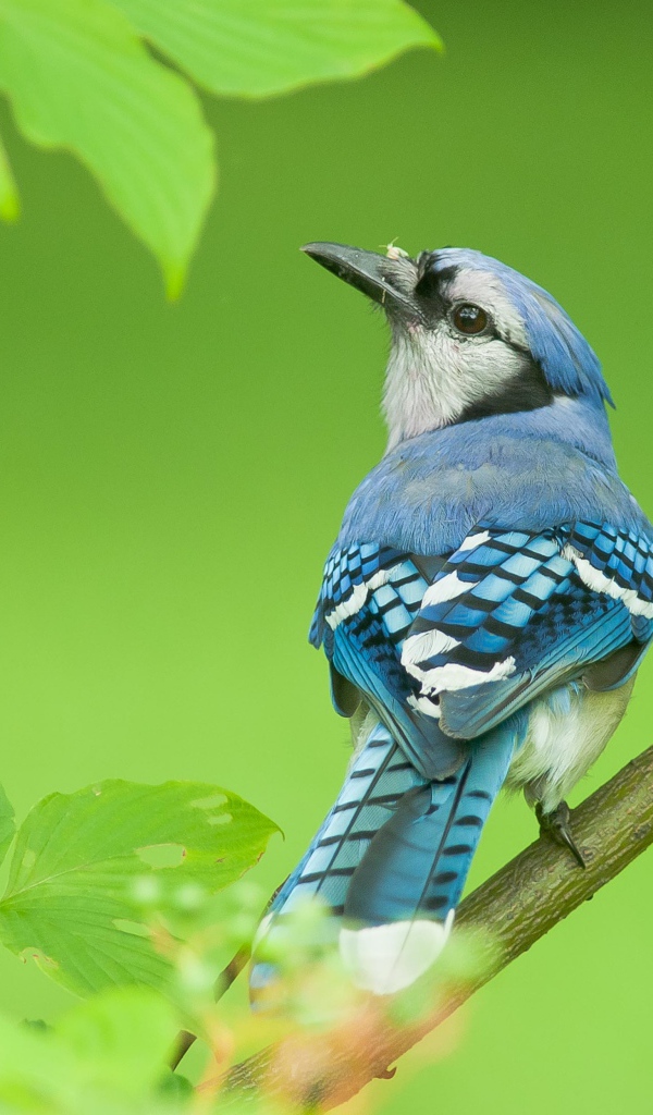 Маленькая голубая сойка сидит на ветке дерева