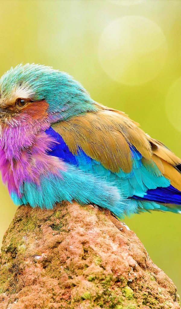 Маленькая разноцветная птичка сидит на камне