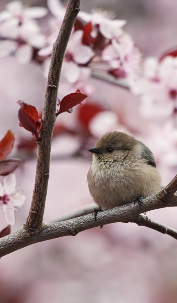 Маленький воробей на цветущей весенней ветке 