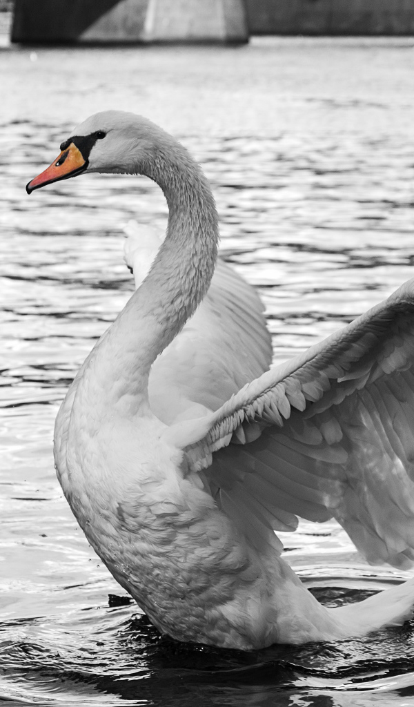 Белый красивый лебедь готовится взлететь с воды