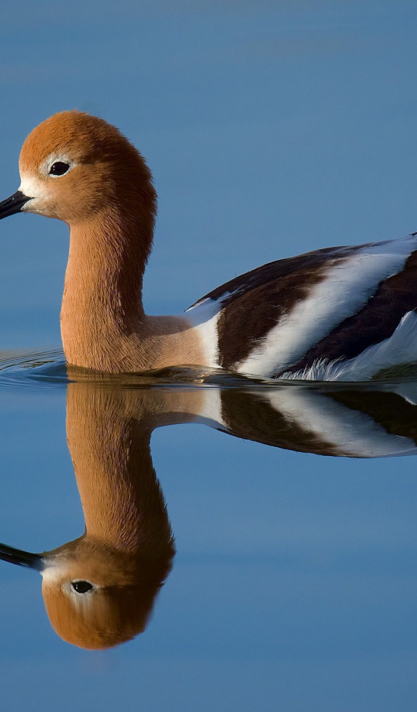 Красивая птица Американская шилоклювка отражается в воде 