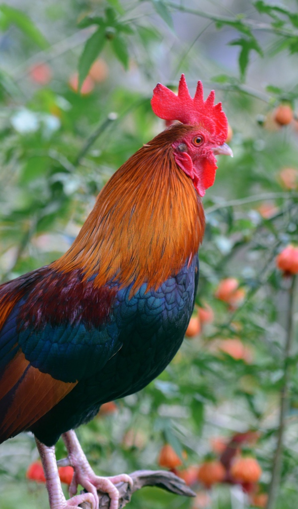 Красивый домашний петух на жердочке 