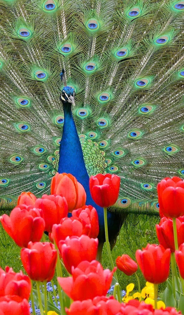 Красивый павлин на фоне красных тюльпанов 