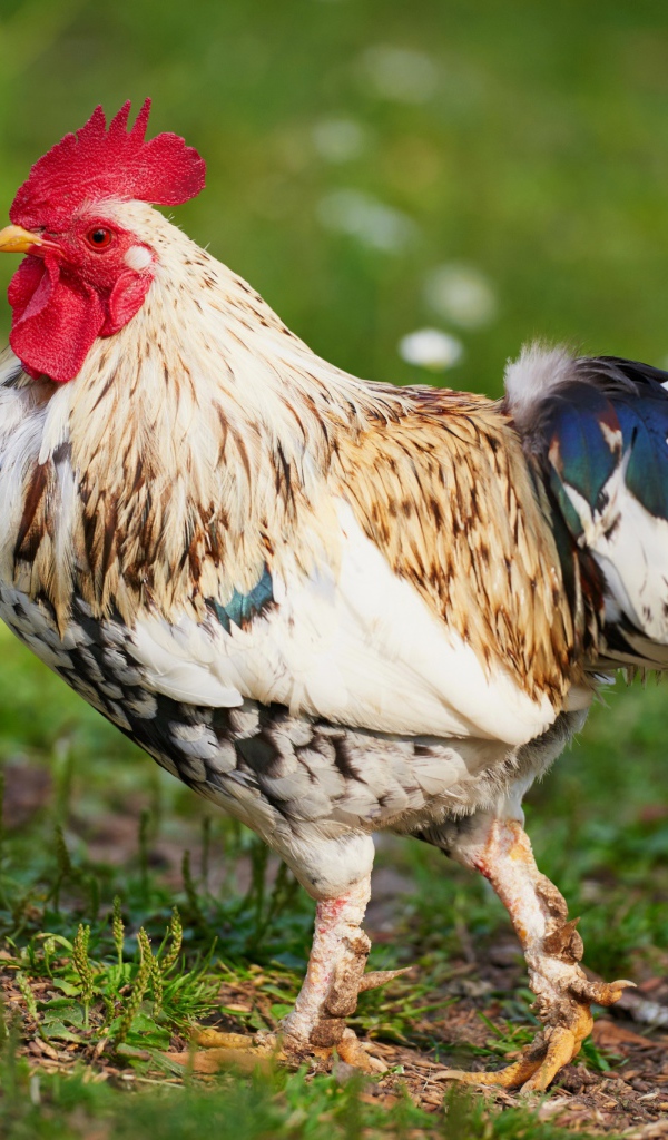 Красивый породистый петух 