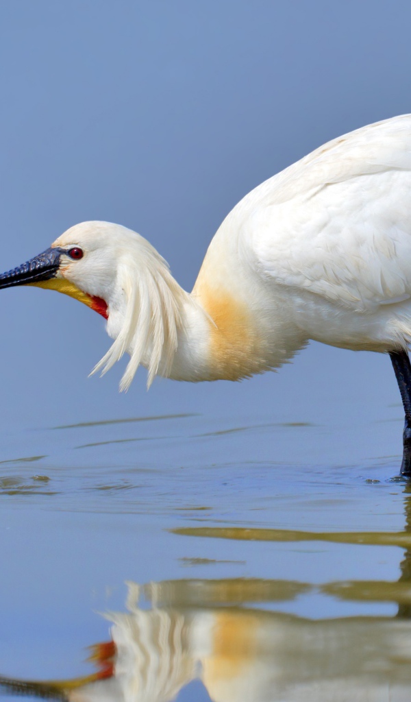 Красивая белая цапля стоит в воде