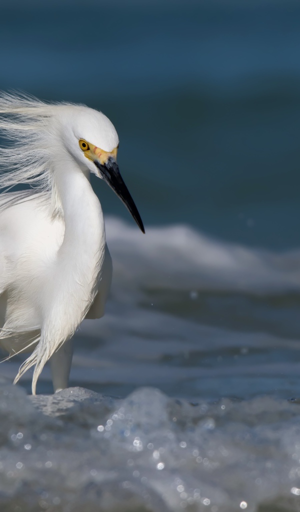 Красивая белая цапля с черным клювом в воде 