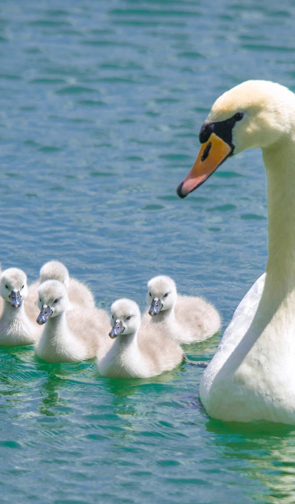 Красивый белый лебедь - шипун с птенцами в воде 