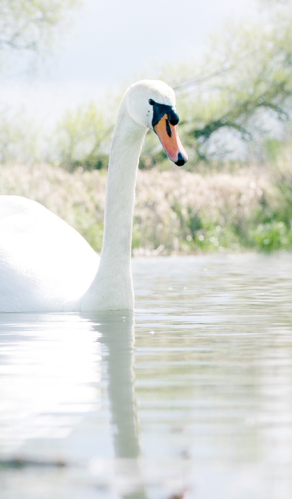 Красивый белый лебедь шипун на озере 