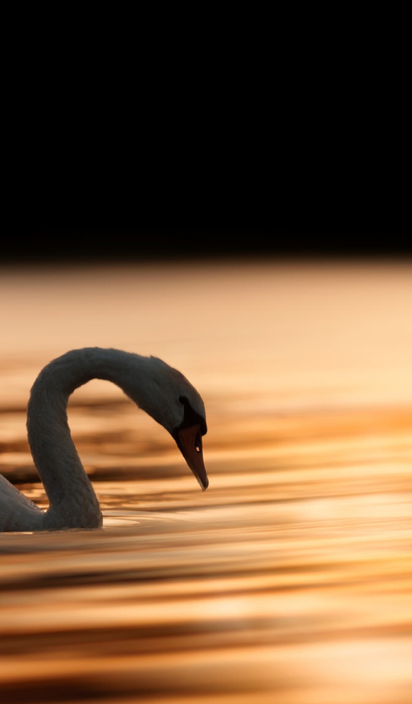 Красивый белый лебедь шипун плавает в воде