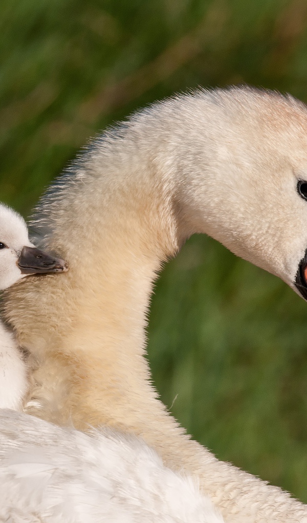 Красивые белый лебедь шипун с маленьким птенцом