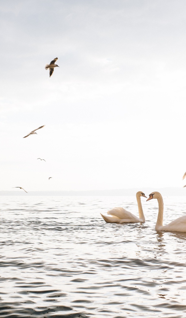 Красивые белые лебеди - шипуны плавают в озере