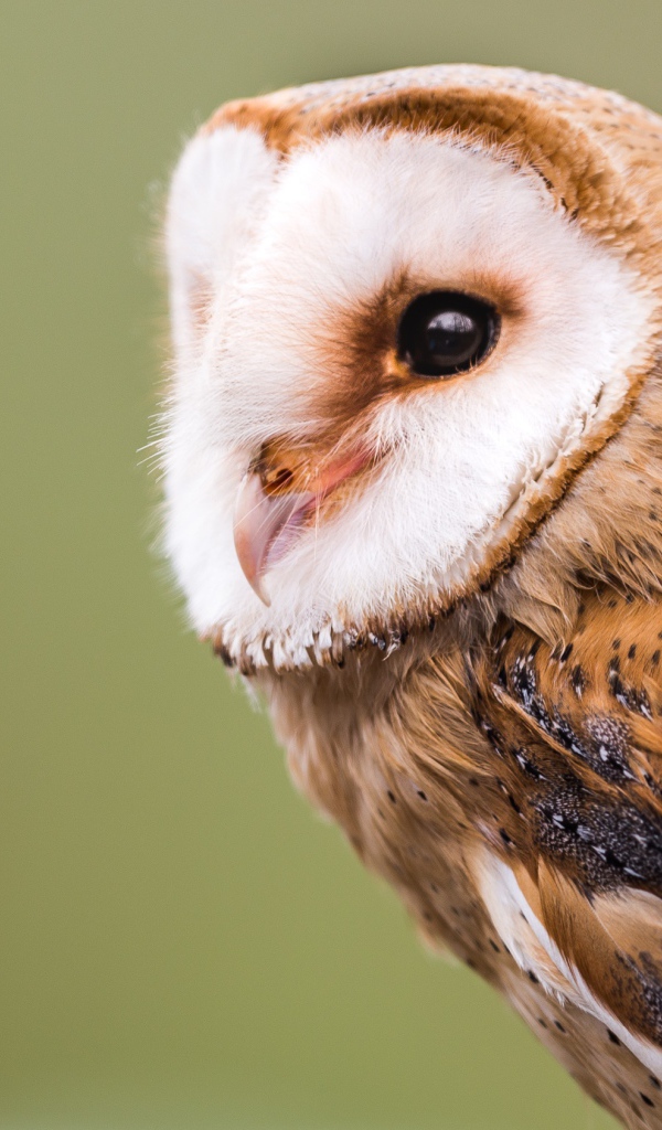 Большая красивая сова крупным планом