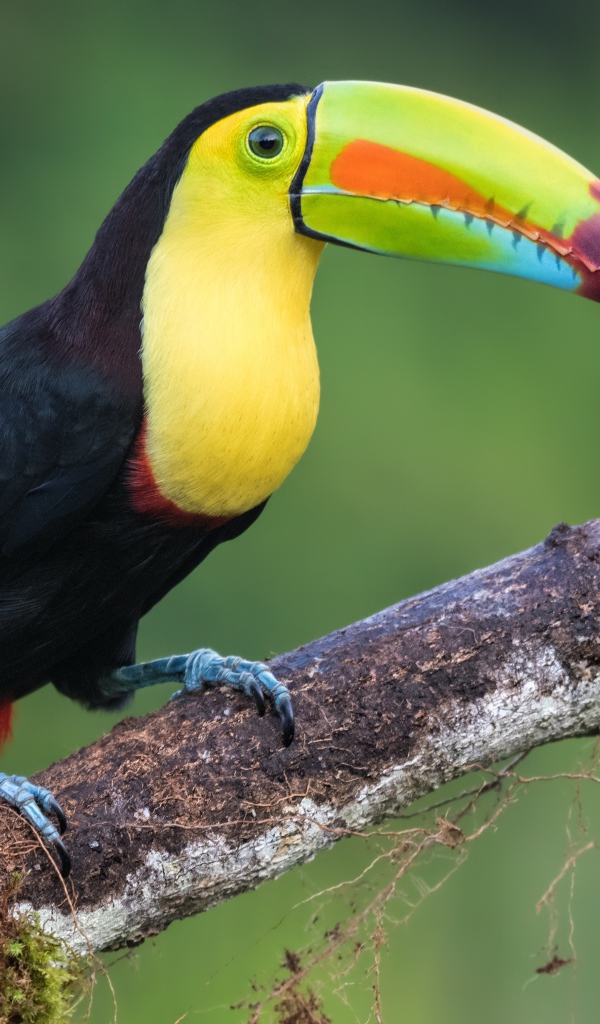 Большая красивая птица тукан сидит на ветке