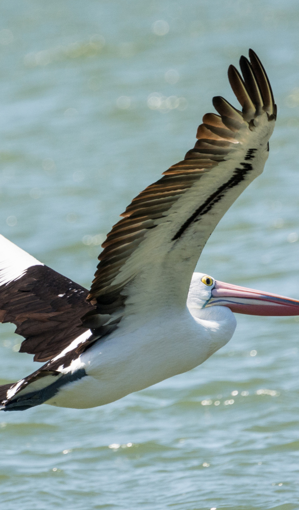 Большая птица пеликан летит над водой