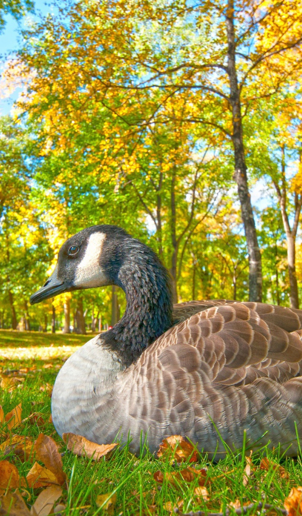 Большой гусь сидит на траве в парке осенью
