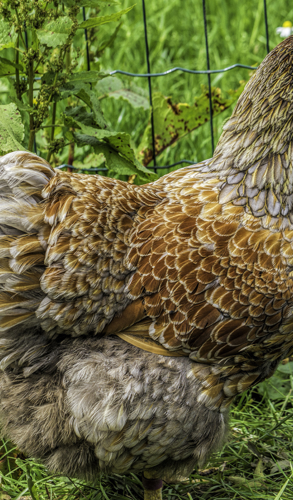 Большая домашняя курица на зеленой траве  