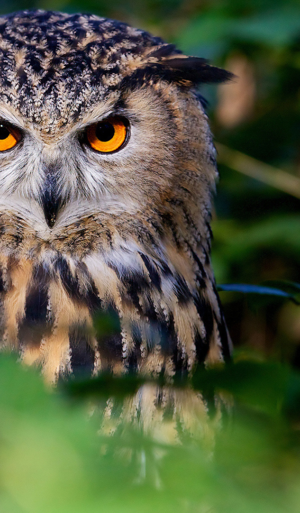 Большая сова с красивыми желтыми глазами