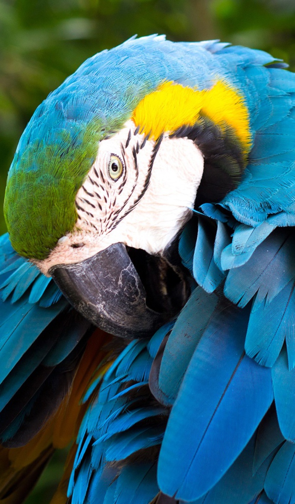 Большой попугай сине-жёлтый ара