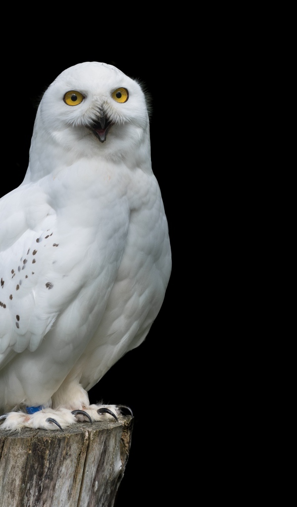 Большая снежная сова на черном фоне