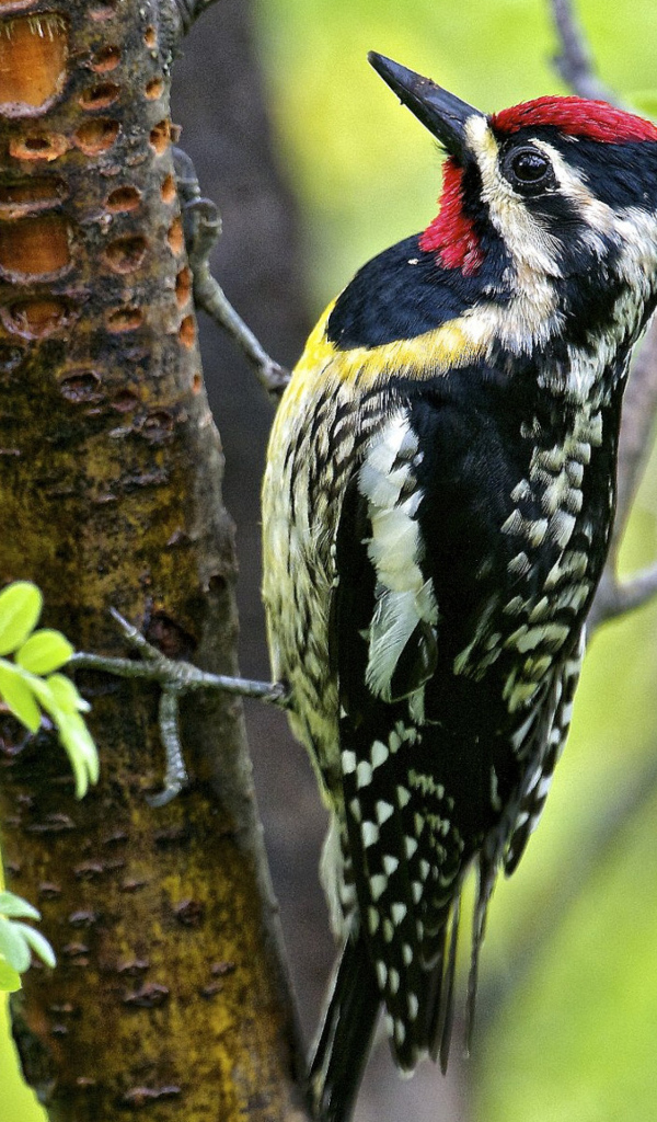 Птица дятел на дереве 