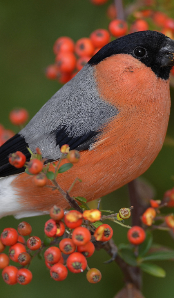 Птица снегирь на ветке красной рябины 