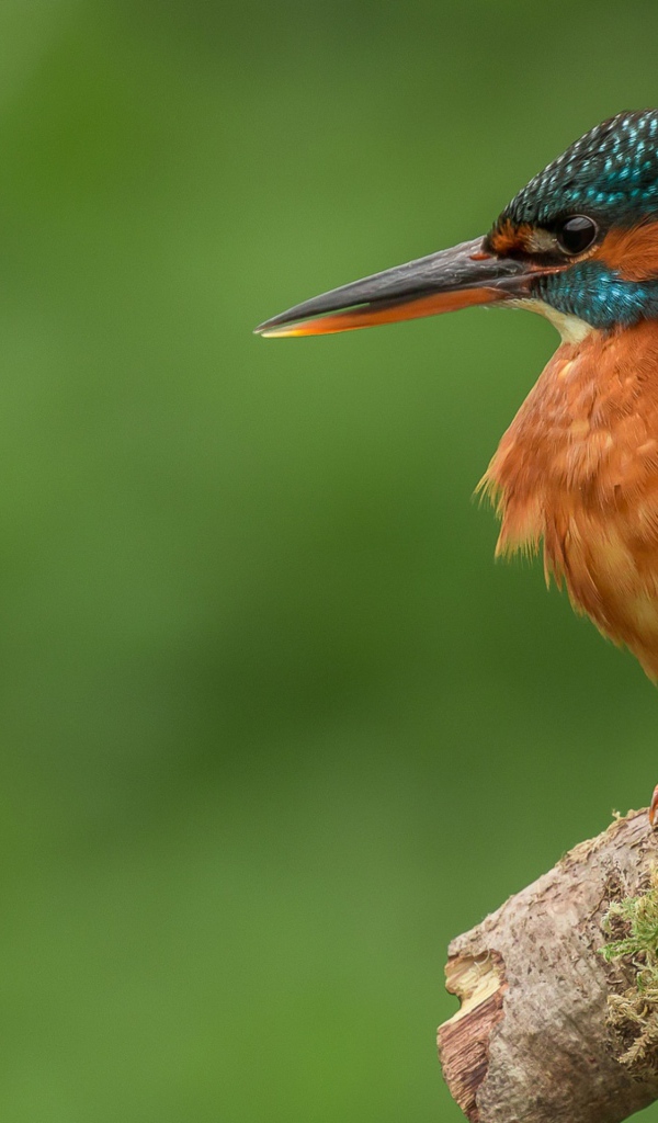 Птица зимородок сидит на ветке дерева