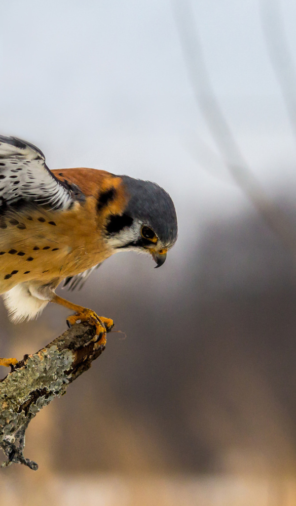 Хищная птица сокол сидит на ветке 