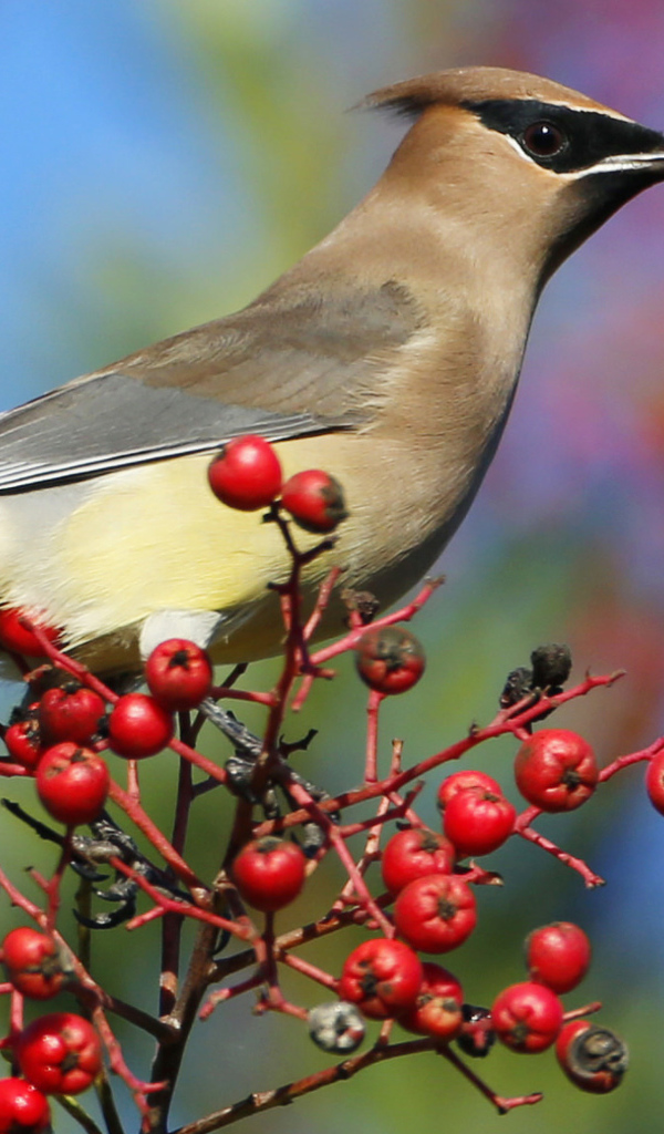Птица свиристель на ветке с красными ягодами 