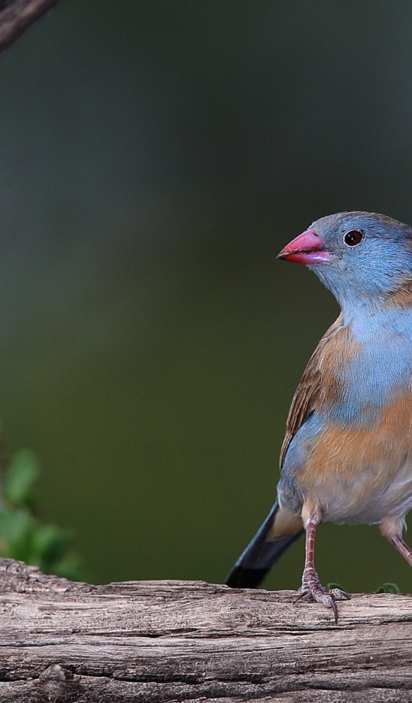 Птица с голубыми перьями на дереве 