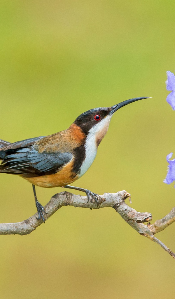 Птичка на ветке с сиреневыми цветами 